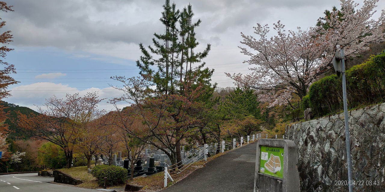 5区1/2番枝道・桜並木風景