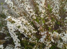 霊園「花情報」1区墓所「雪柳」③