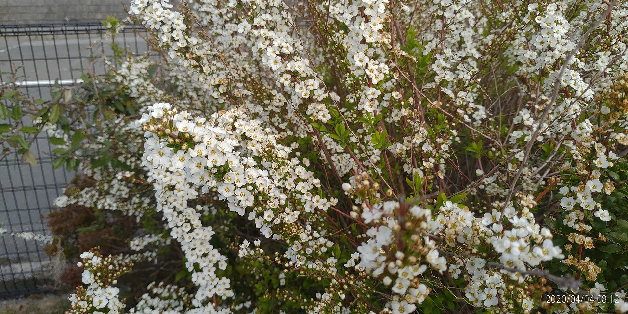 霊園「花情報」1区墓所「雪柳」③