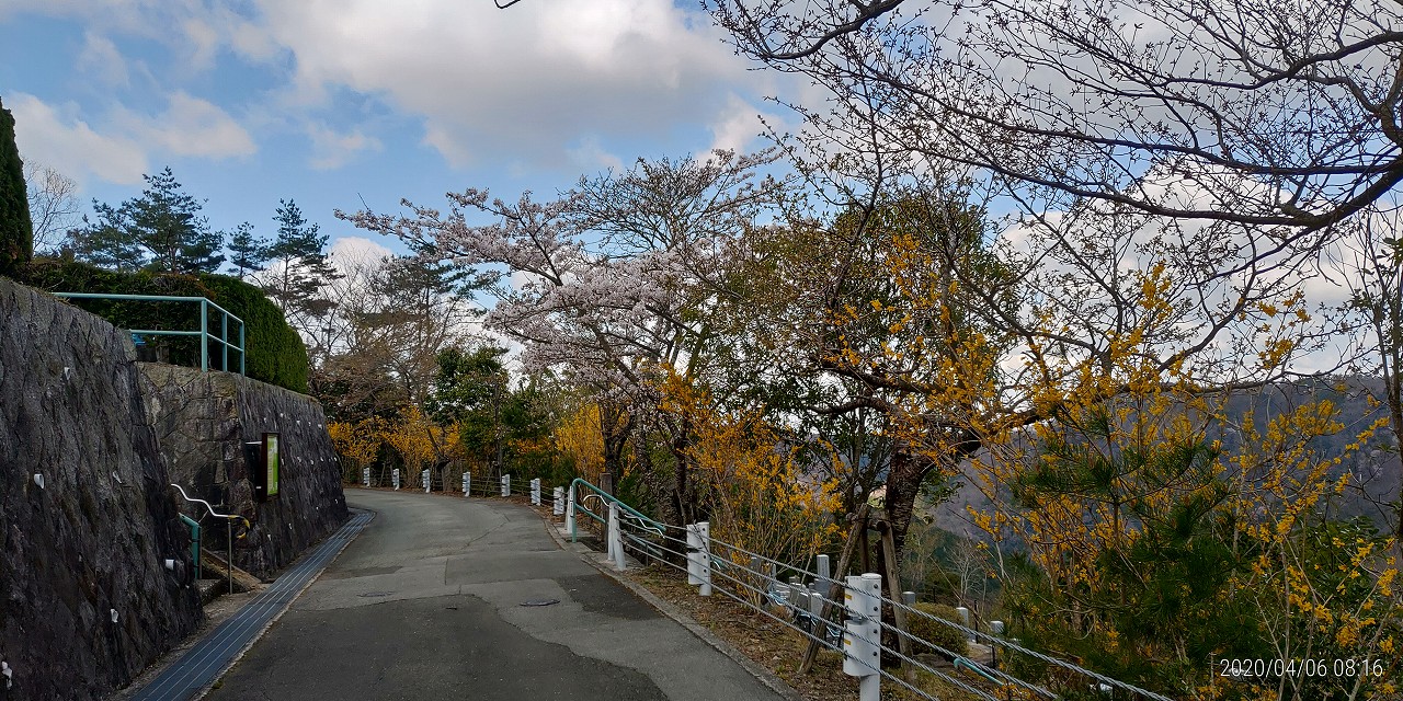 7区2/3番墓所枝道（桜）風景　