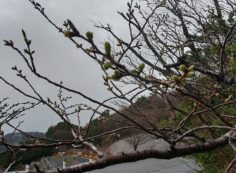 7区3番上段駐車場「山桜」