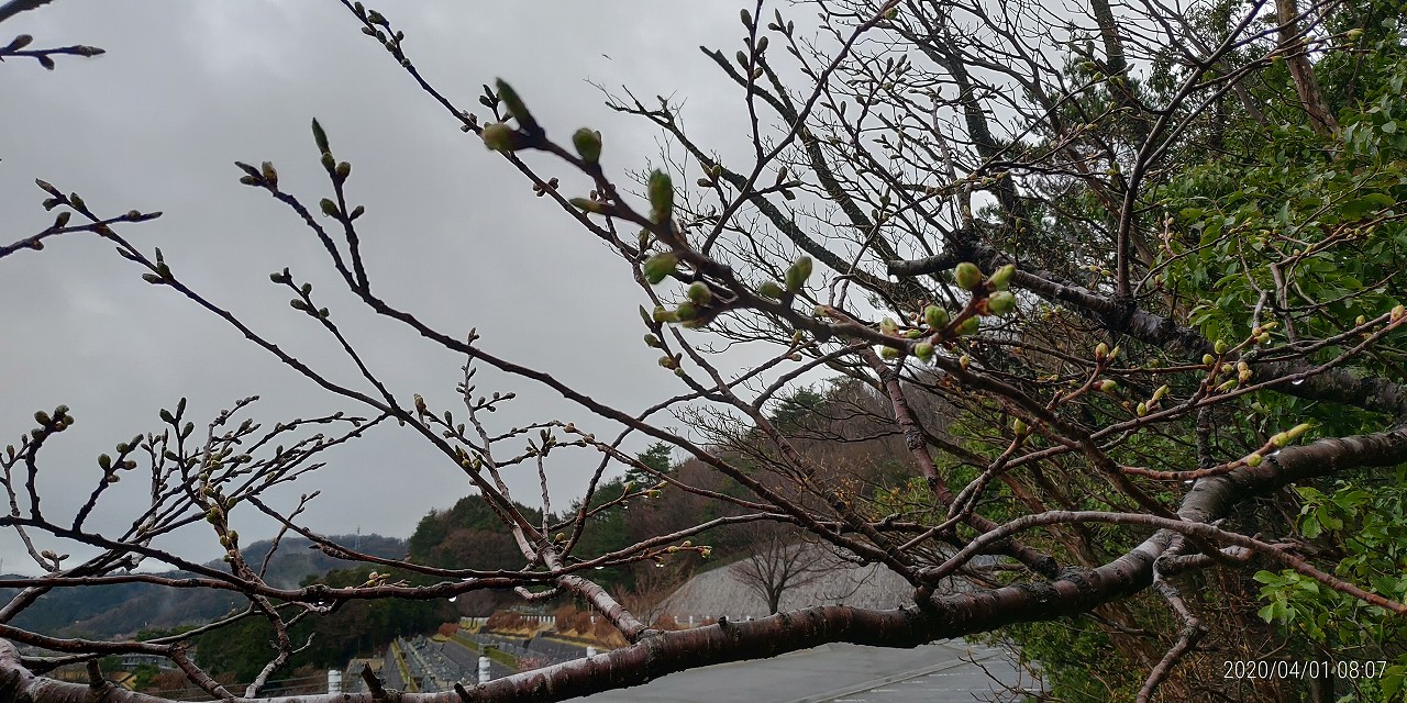 7区3番上段駐車場「山桜」