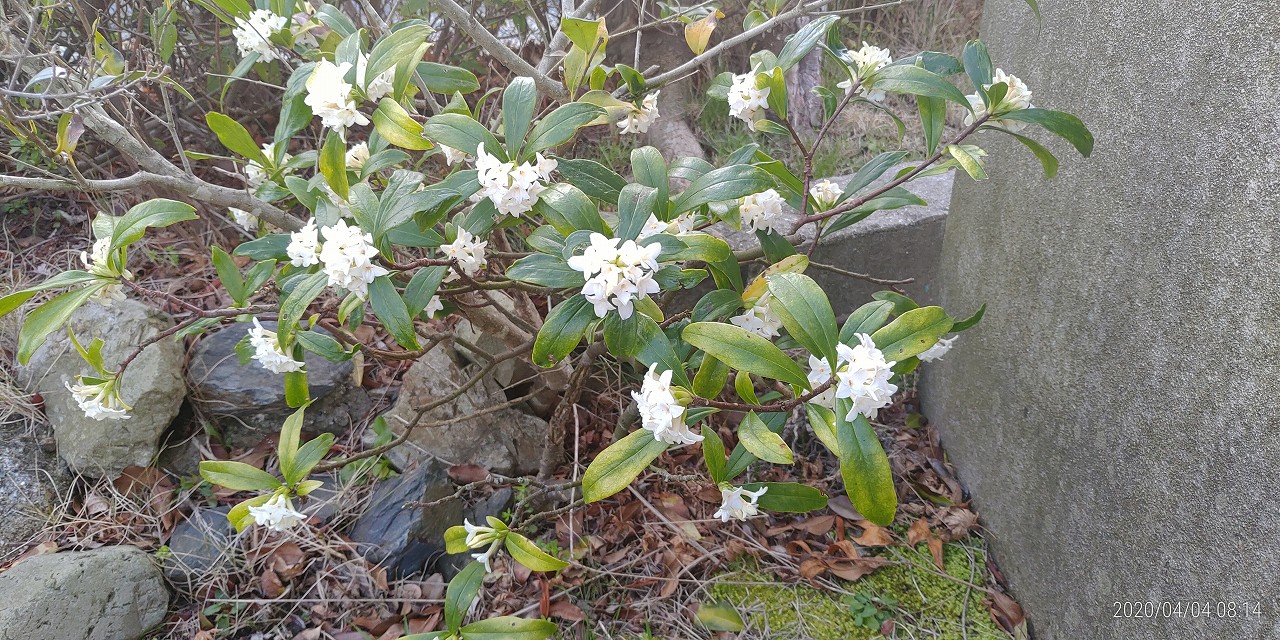 「花情報」1区墓所「沈丁花」①