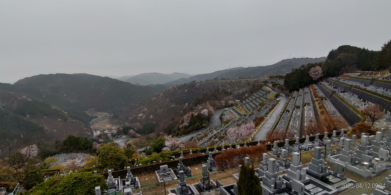 桜開花情報「7区3番上段駐車~場風景」