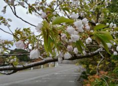 7区3番上段駐車場（山桜）風景