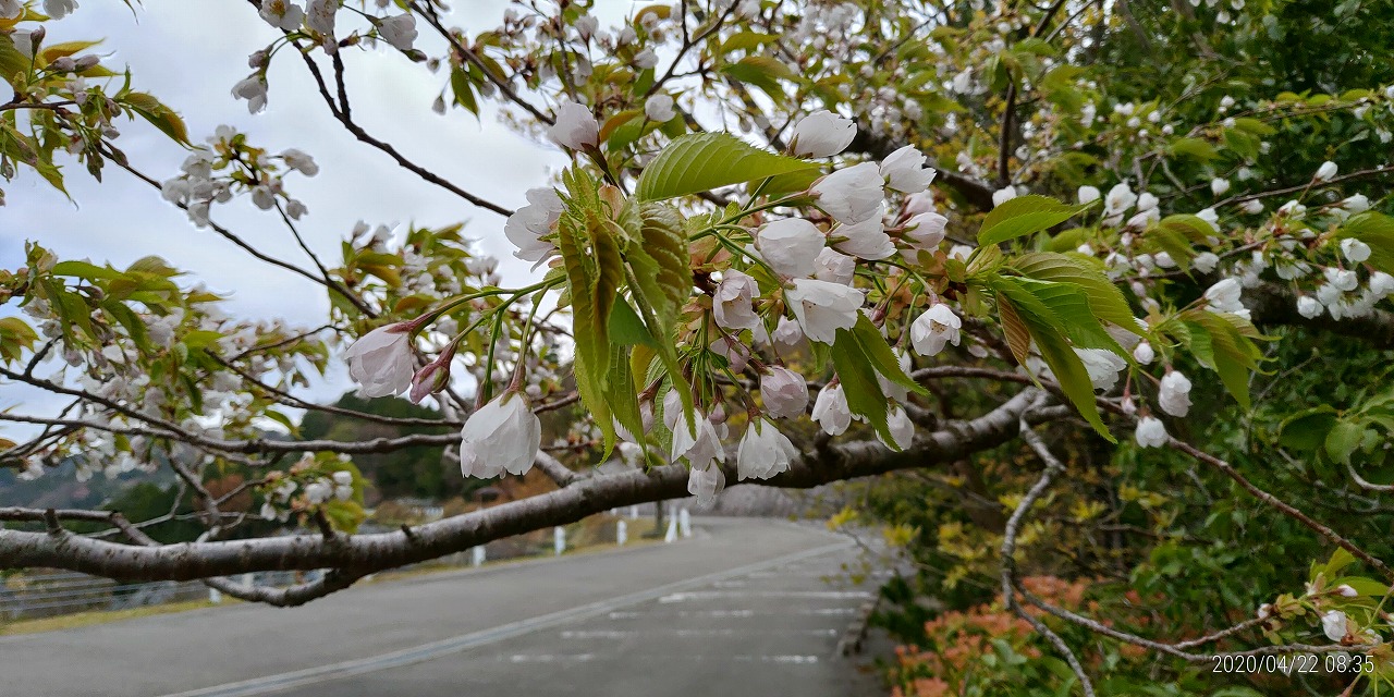 7区3番上段駐車場（山桜）風景