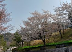 5区2番墓所（桜）風景