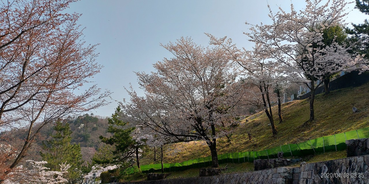 5区2番墓所（桜）風景