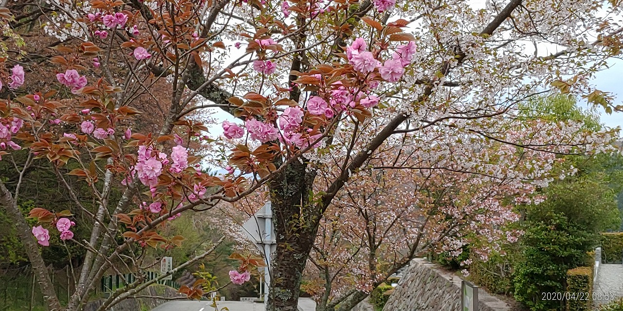 10区墓所（八重桜）風景①