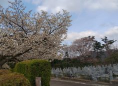 7区2番墓所（桜）風景①