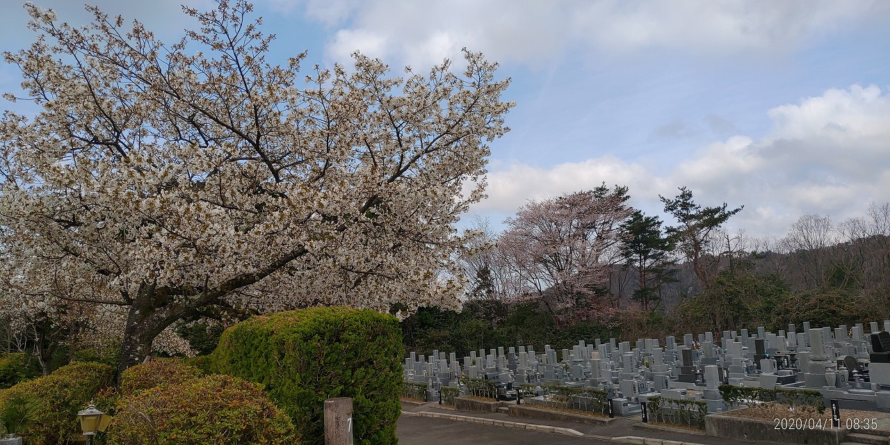 7区2番墓所（桜）風景①