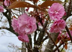 10区墓所（八重桜）風景①