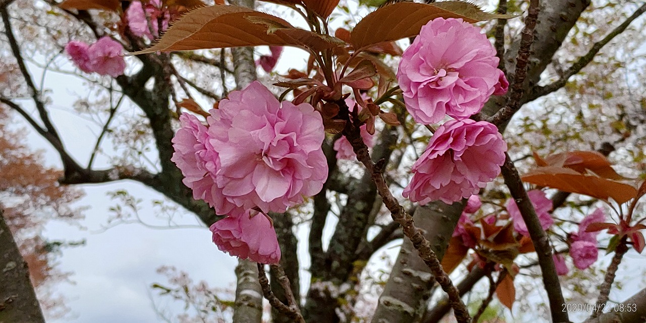 10区墓所（八重桜）風景①