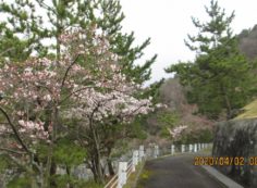 5区1番枝道（桜）風景①