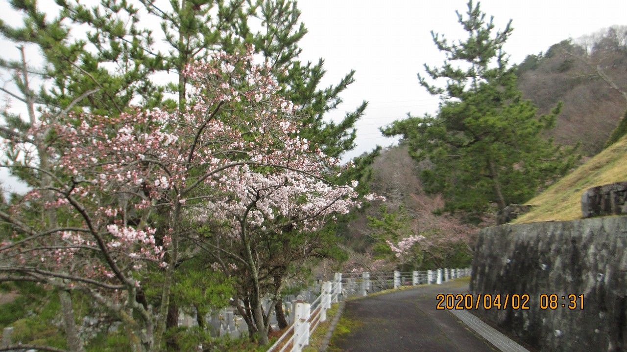 5区1番枝道（桜）風景①