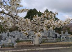 7区2番墓所（桜）風景②