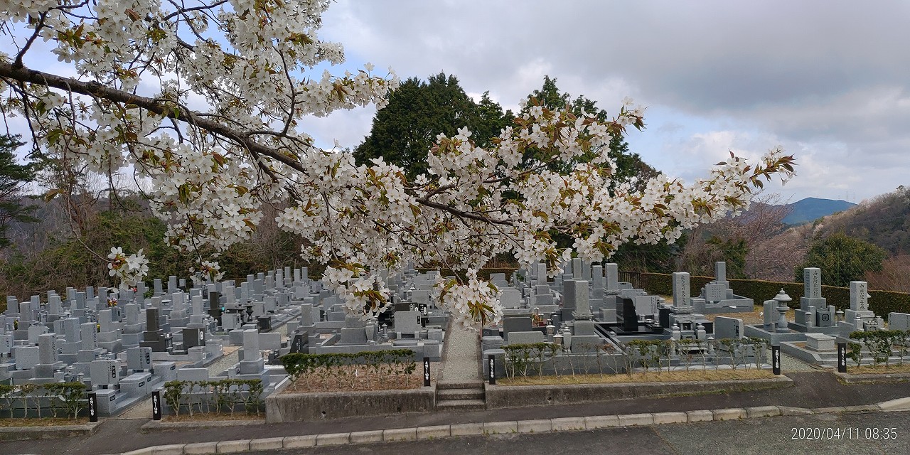 7区2番墓所（桜）風景②