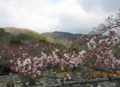 5区1番枝道（桜）風景②