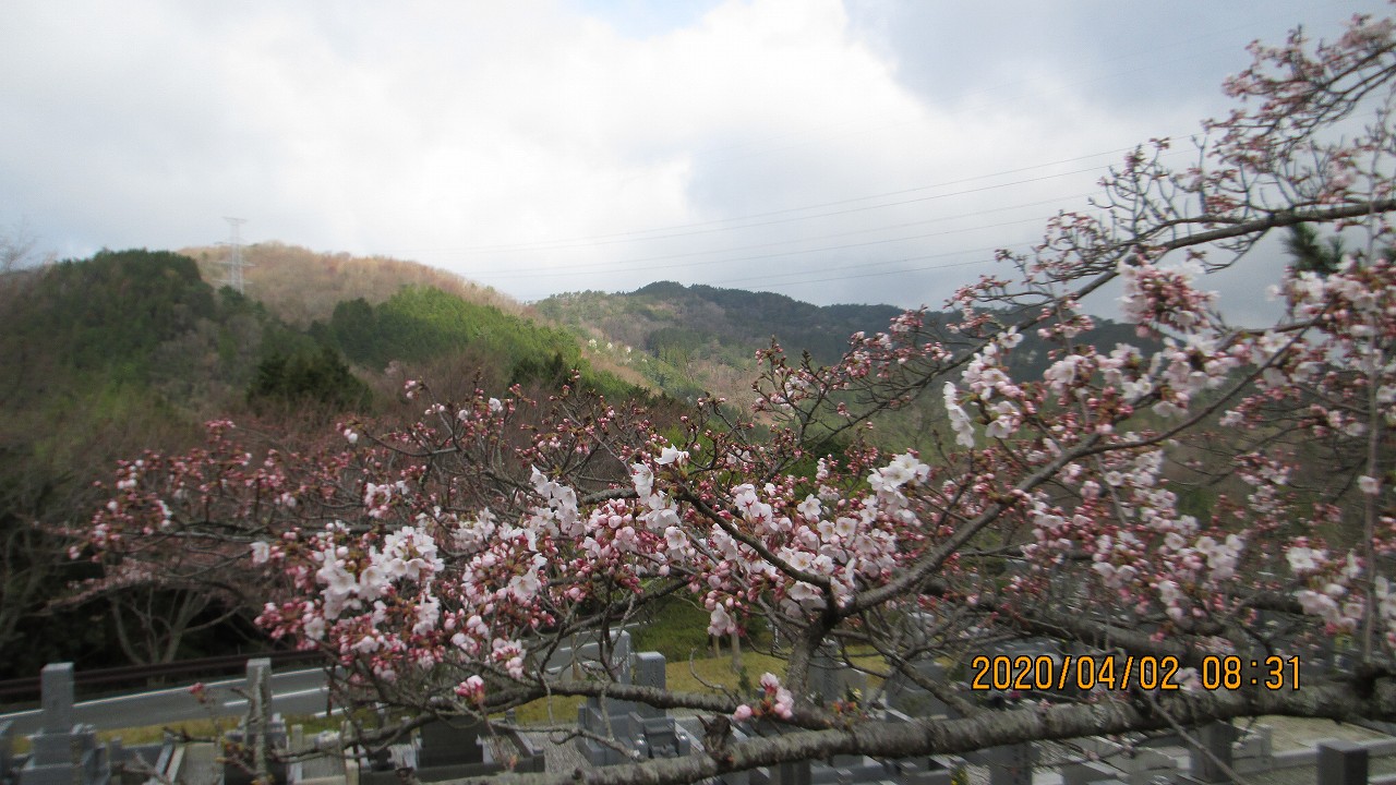 5区1番枝道（桜）風景②