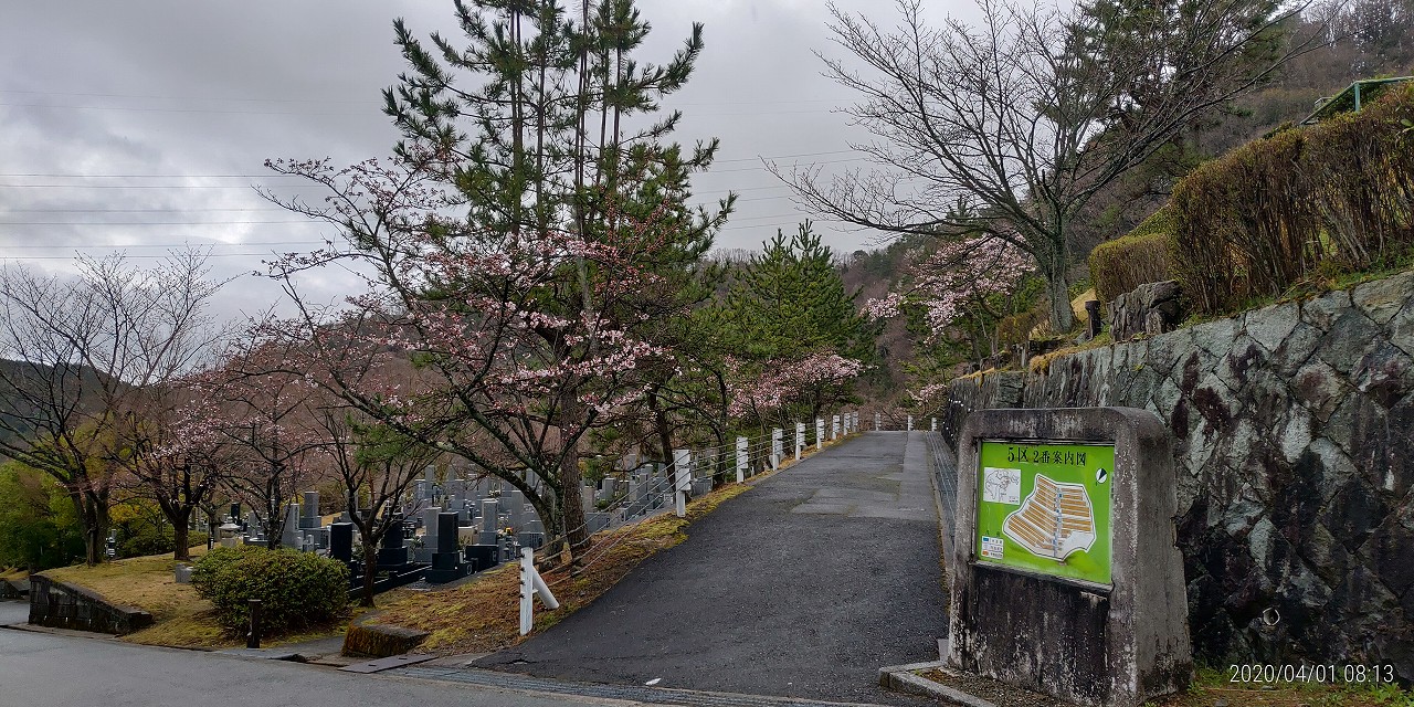 5区1番枝道「桜開花風景」