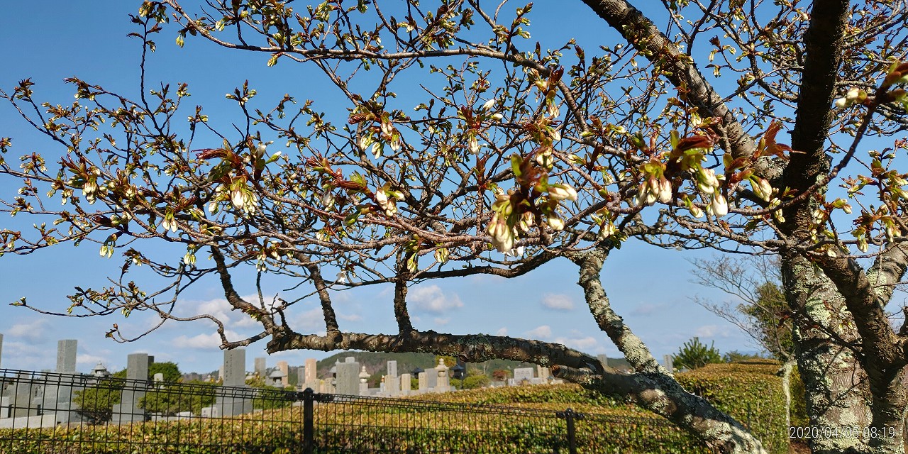 桜情報「バス通りから」③