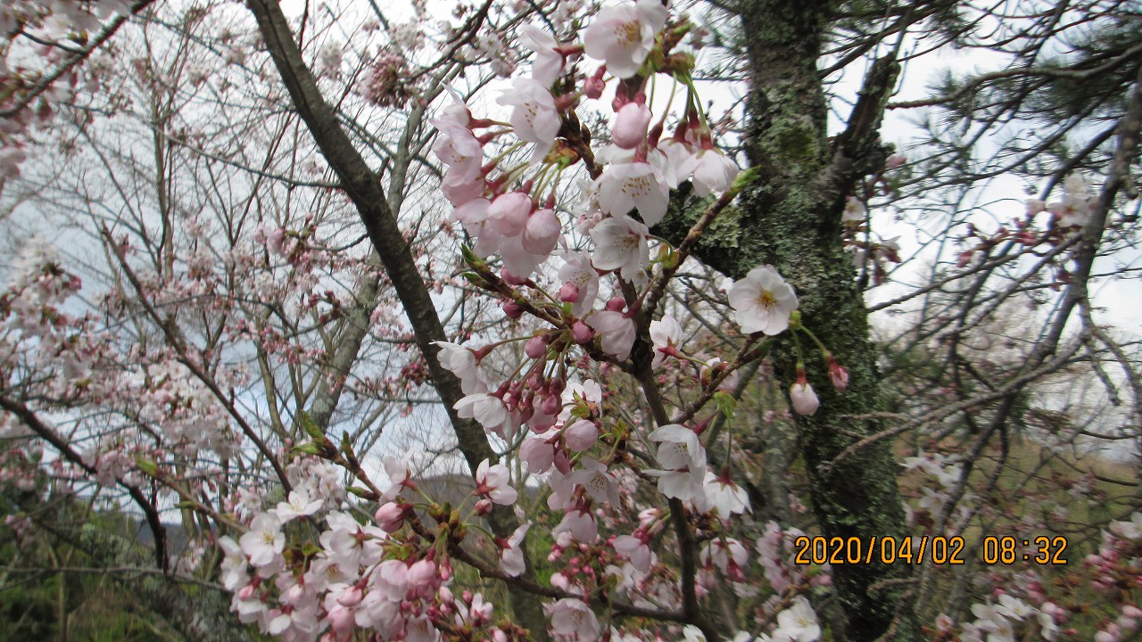 5区1番枝道（桜）風景③