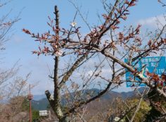 桜情報「バス通りから」②