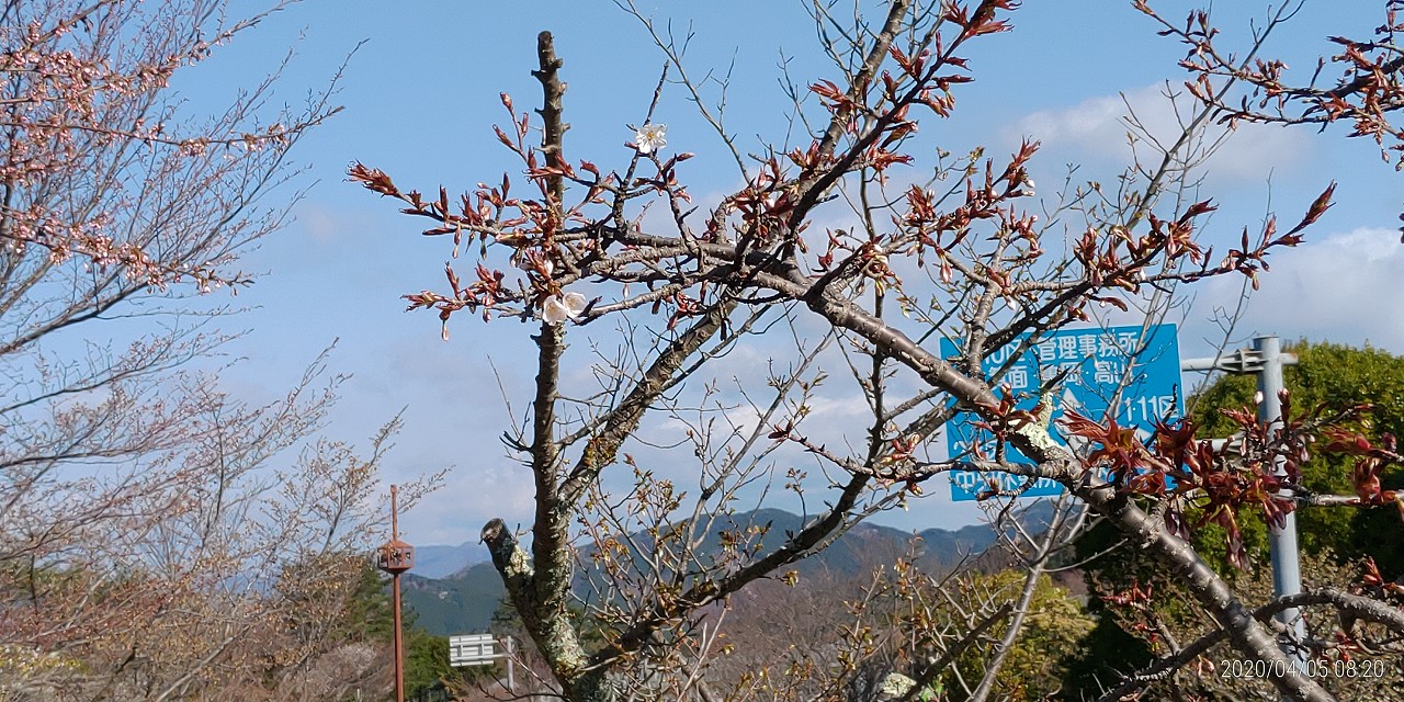 桜情報「バス通りから」②