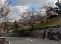 バス通り・5区2番法面（桜）風景