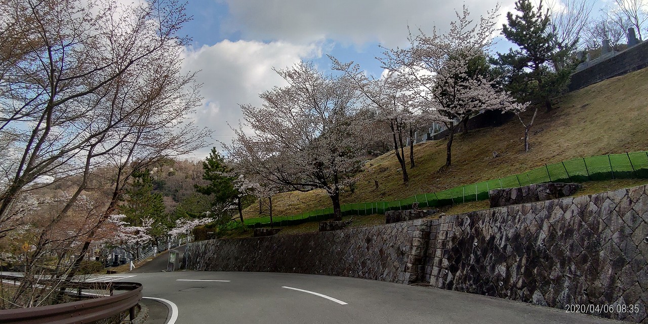 バス通り・5区2番法面（桜）風景