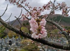 5区1番枝道「桜開花風景」②