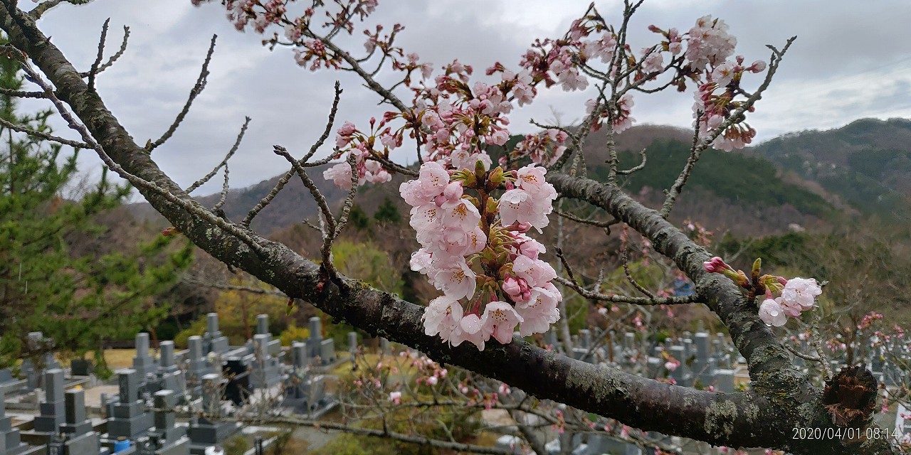 5区1番枝道「桜開花風景」②