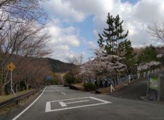 バス通り・5区1番墓所（桜）風景