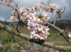 5区1番枝道（桜）風景④