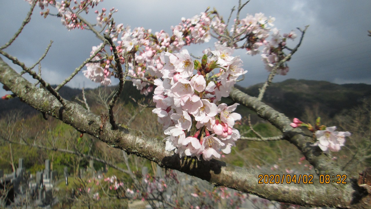 5区1番枝道（桜）風景④