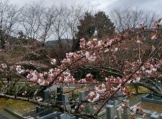 5区1番枝道「桜開花風景」①