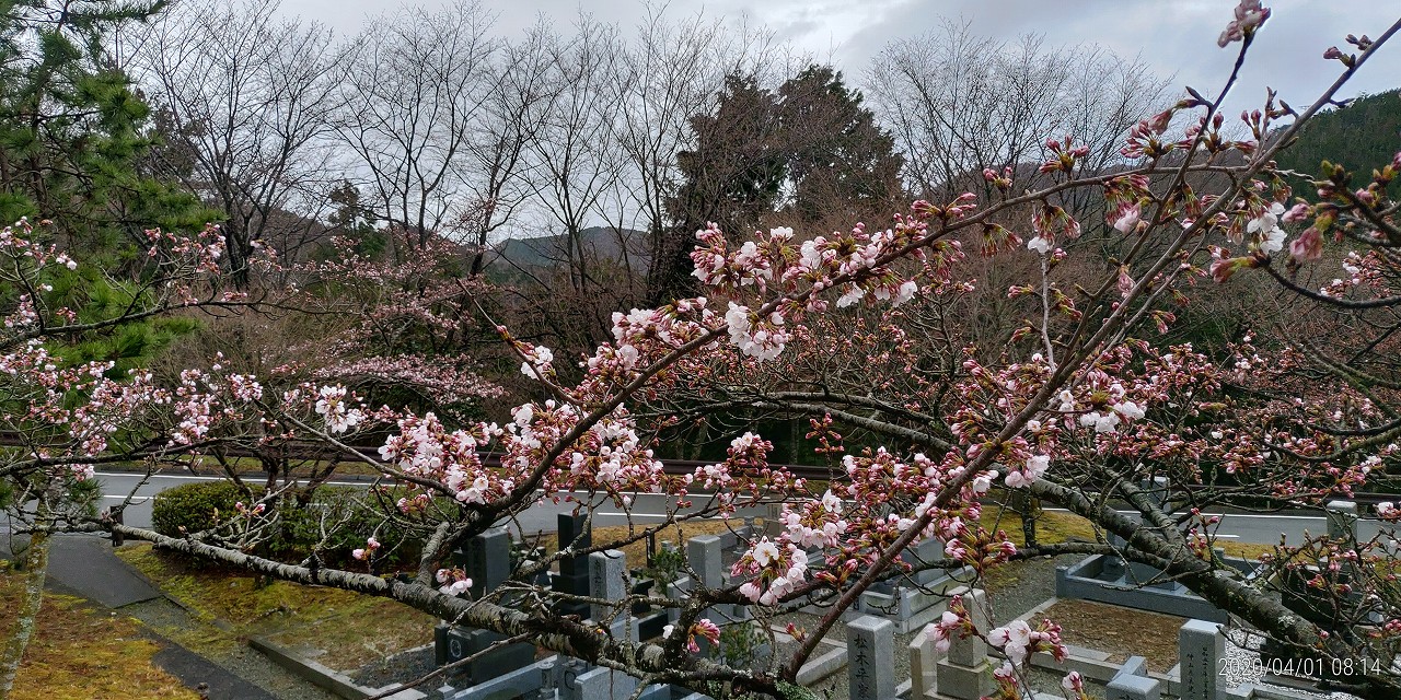 5区1番枝道「桜開花風景」①