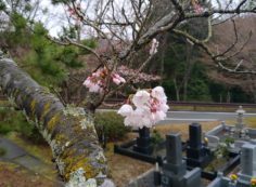 5区1番枝道「桜開花風景」④