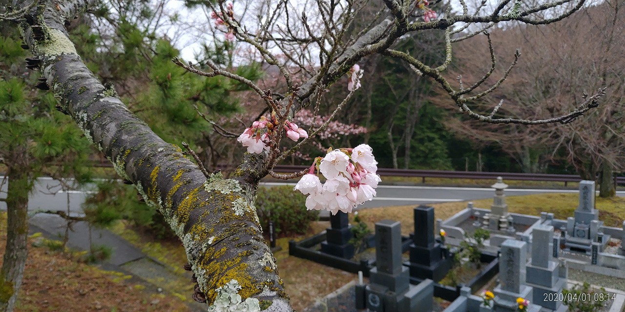 5区1番枝道「桜開花風景」④