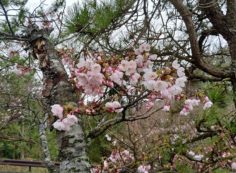 5区1番枝道「桜開花風景」③