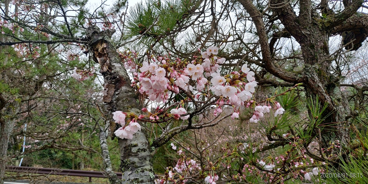 5区1番枝道「桜開花風景」③