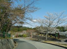 桜情報「バス通りから」①