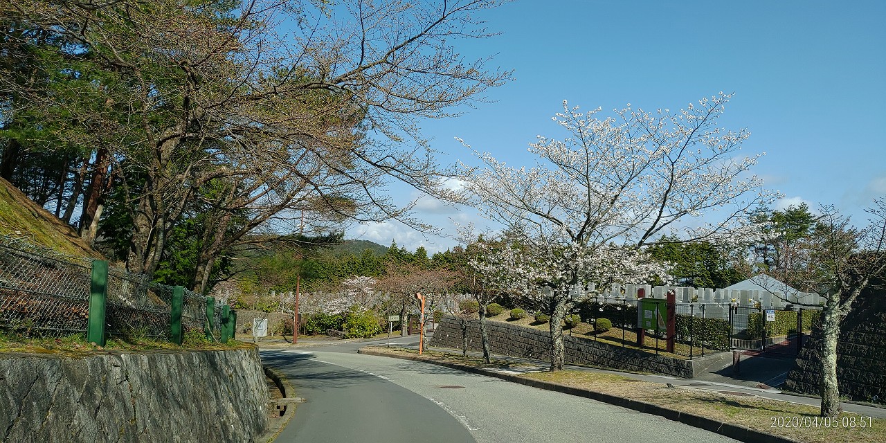 桜情報「バス通りから」①