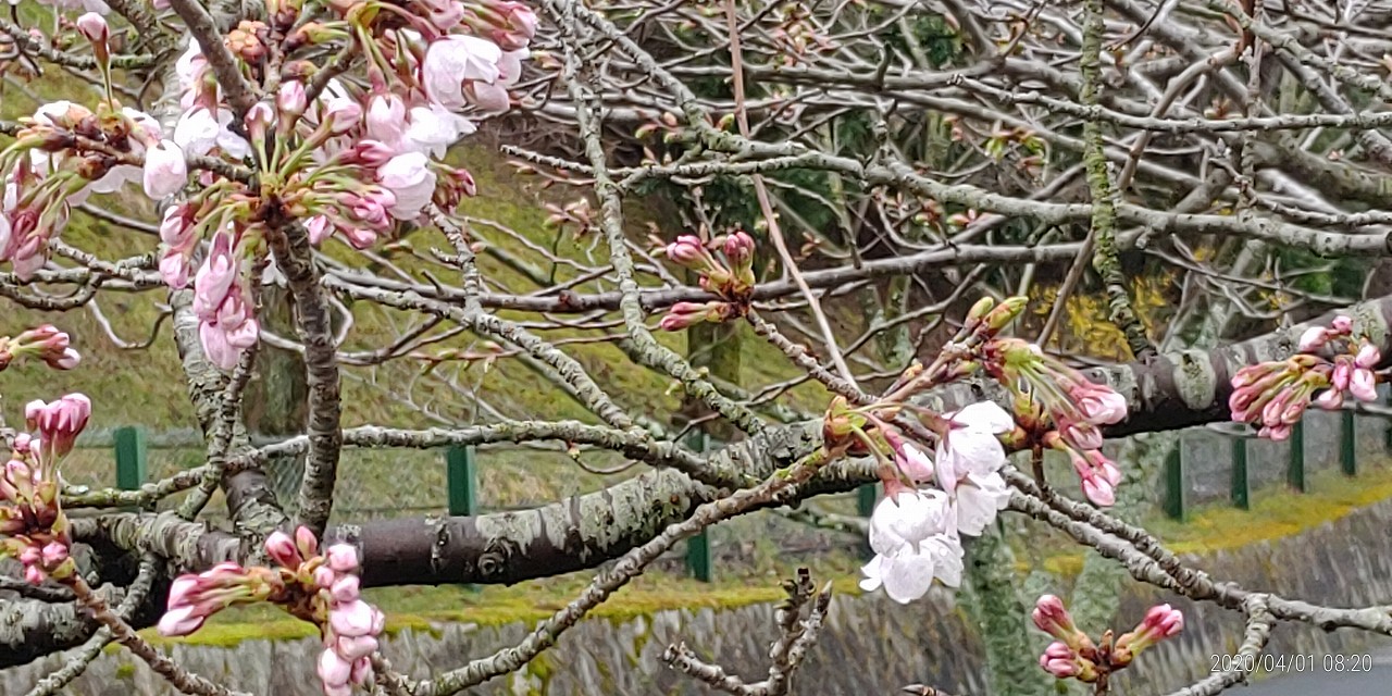 10区8番墓所「桜開花情報」②