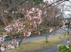 10区8番墓所「桜開花情報」①