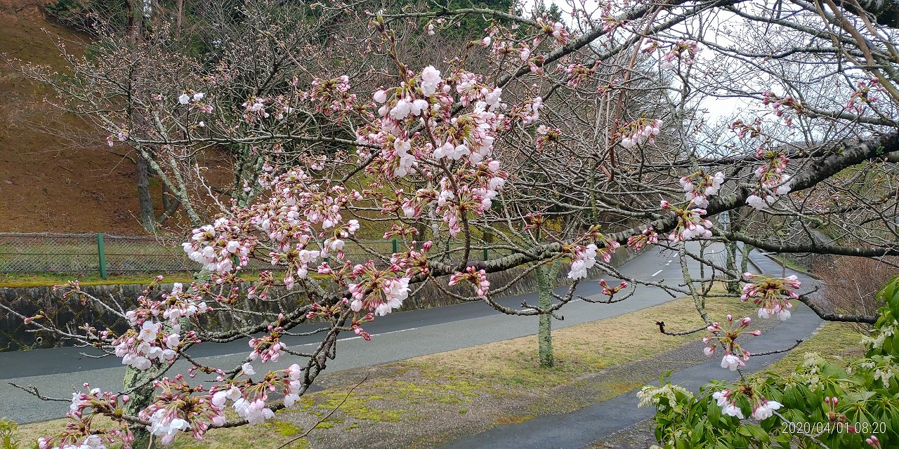 10区8番墓所「桜開花情報」①