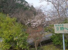 桜情報「10区8番墓所横」①