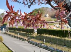 園内（花情報）1区4番墓所・桜