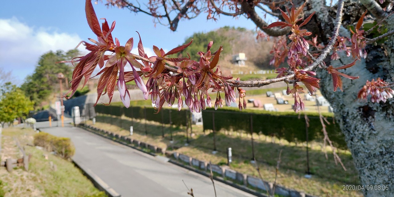 園内（花情報）1区4番墓所・桜