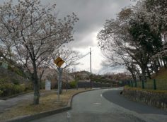 「花開花写真」桜・10区墓所付近